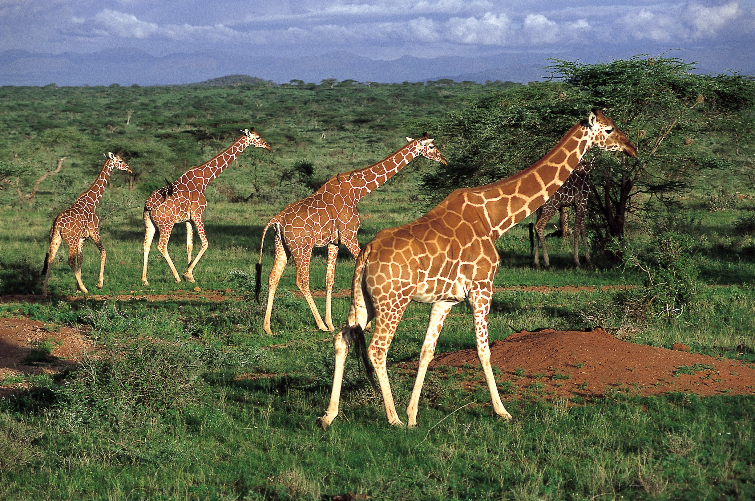 Кения сафари парк