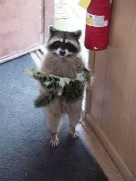 Jessberrie's tweet image. #MyGuardianOfTheGalaxy is Rac the Cat rescuer, or is he a cat burglar??