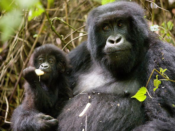 You can find 880 mountain gorillas in all over the world, but you can find 400 mountain gorillas in entire #Uganda.
primatesafari.com/primates-of-ug…
