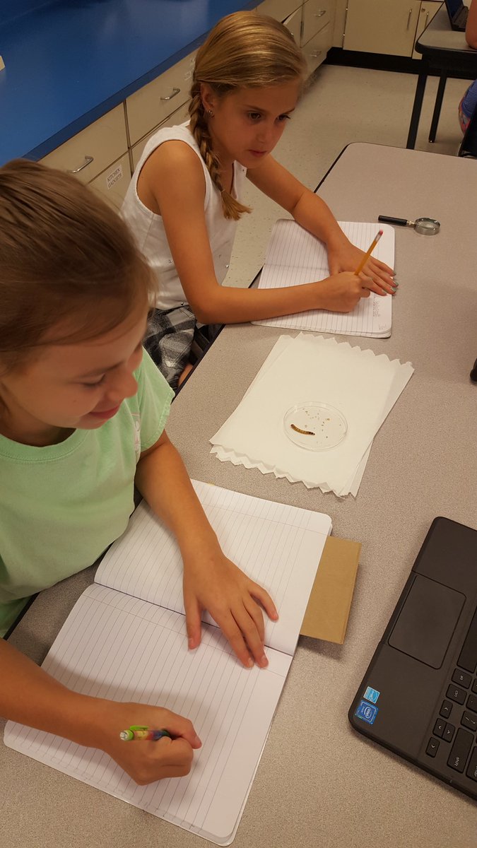 TempTribe's tweet image. Mealworms!!!@FernBluffES