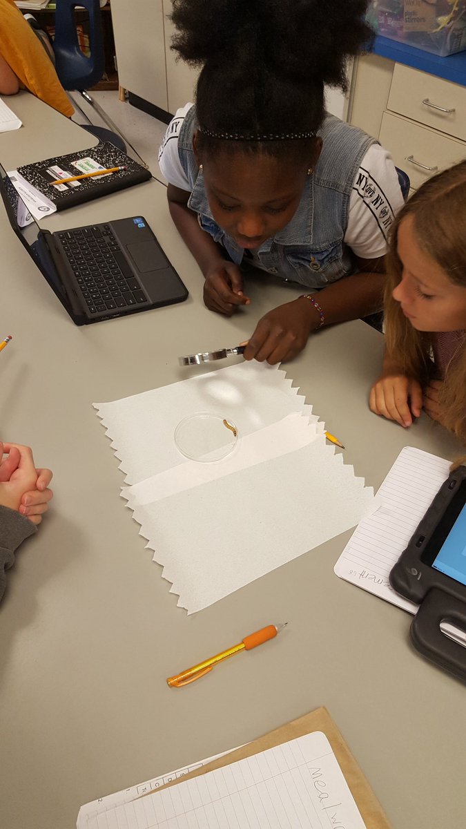 TempTribe's tweet image. Mealworms!!!@FernBluffES