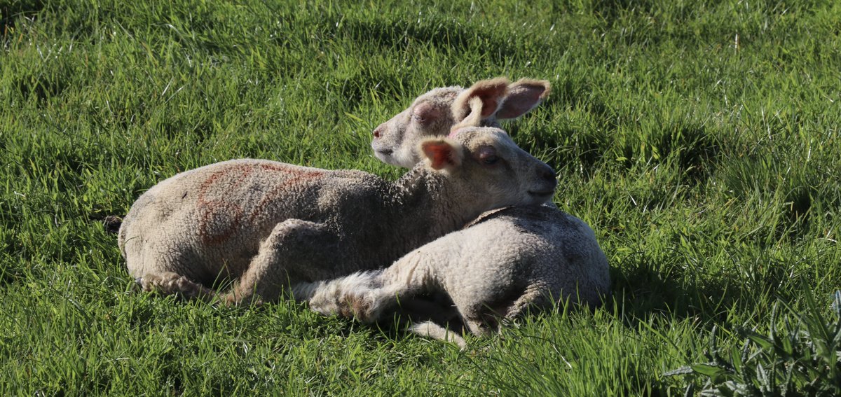 Lambs <a href="/Visit_Hartland/">Hartland Peninsula</a> <a href="/HartlandAbbey/">Hartland Abbey</a> @images_devon <a href="/lovenorthdevon/">North Devon</a> <a href="/VisitDevon/">Visit Devon</a> @touring_britain <a href="/bigsheepdayout/">The BIG Sheep</a>