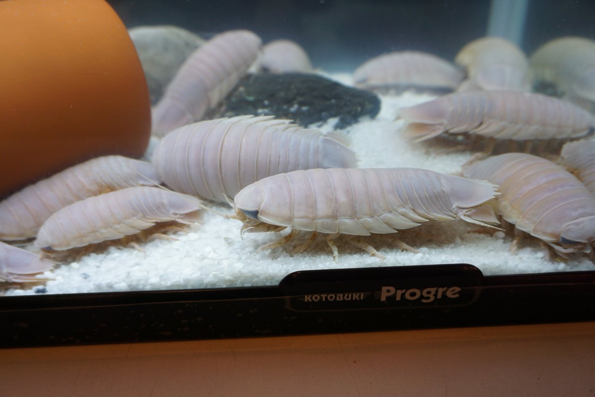 ট ইট র 水野ちぱる 静岡県焼津市に口から黒い液体をドバドバ吐く生き物がいるというので調査に行ってまいりました 焼津の半次 T Co Rhjxadw8nl ガールズバイカー Girlsbiker 造形社 オオグソクムシ 大グソクムシ 焼津かに小屋 アメブロ