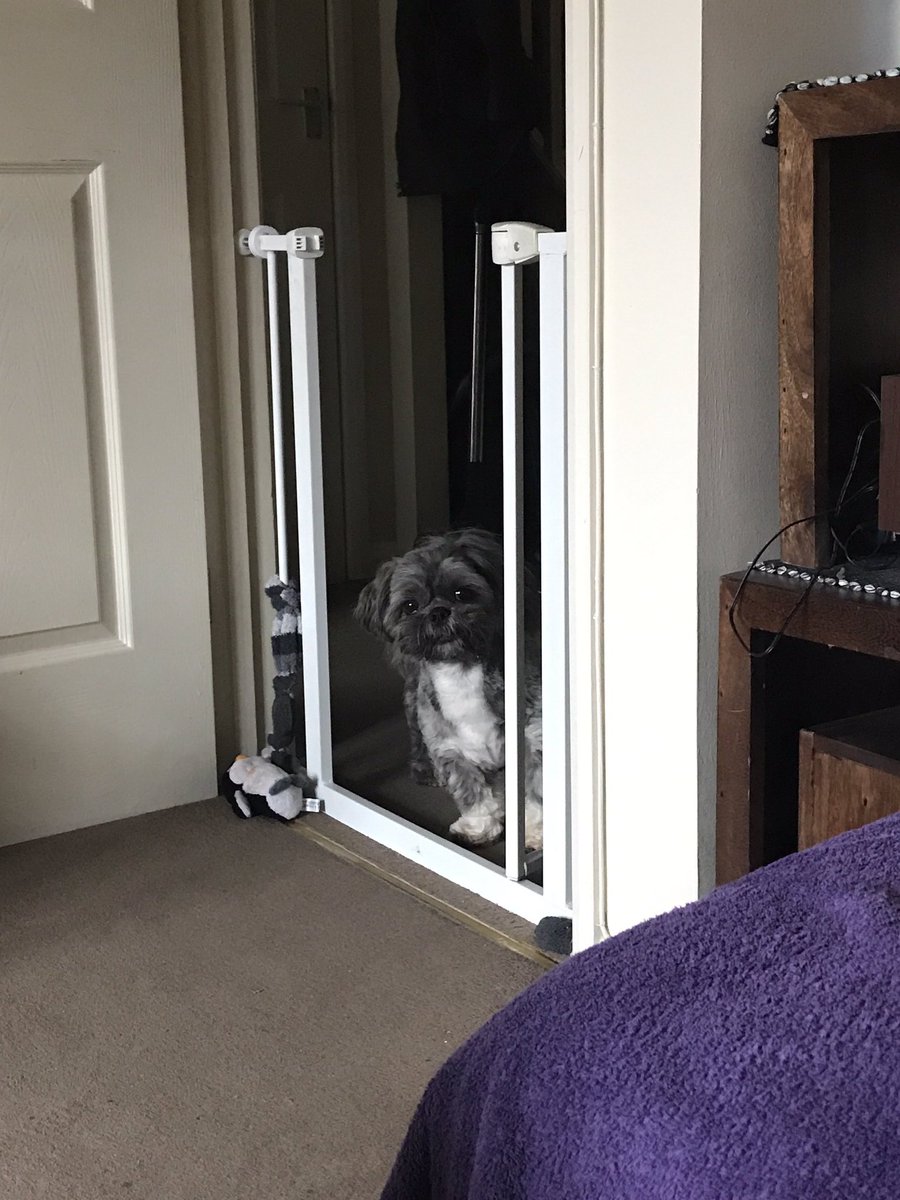 dexytzu's tweet image. Yep, I&apos;m a little mischief maker 😏 #mischievousdogs #dogsoftwitter #dogslife 😉