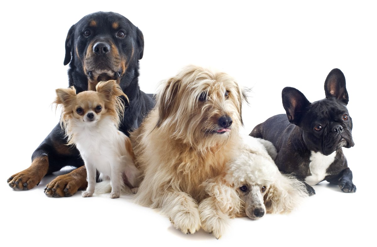 download behavioral lateralization in vertebrates two sides of the same coin