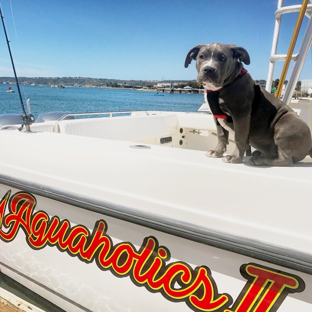 Another day on the water? Moose is ready and waiting! #1998 #Outrage