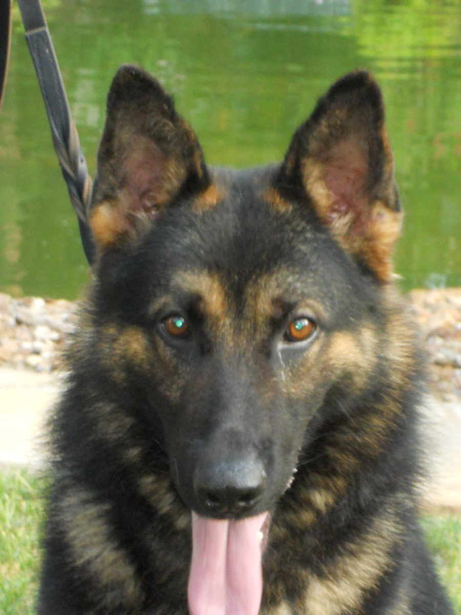 TopGunSecurity's tweet photo. K-9 Security Services~Count on Top Gun Security! https://t.co/Jre86ndMfU #k9 #advanced #security https://t.co/yv2JEXyvQw