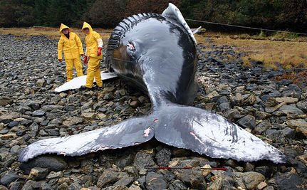 Water Pollution в Twitter: „All of these animals are suffering from water pollution. They deserve a good environment to live in just as much as we do. #oobio /RxOdoiaRnv“ / Twitter Water Pollution в Twitter: „All of these animals are suffering from water pollution. They deserve a good environment to live in just as much as we do. #oobio /RxOdoiaRnv“ / Twitter
