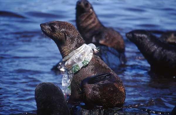 Water Pollution в Twitter: „All of these animals are suffering from water pollution. They deserve a good environment to live in just as much as we do. #oobio /RxOdoiaRnv“ / Twitter Water Pollution в Twitter: „All of these animals are suffering from water pollution. They deserve a good environment to live in just as much as we do. #oobio /RxOdoiaRnv“ / Twitter