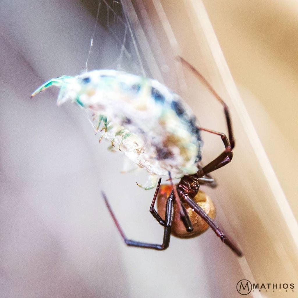 mathiosimaging's tweet photo. Australian Redback spider preparing dinner.
#spider #latrodectushasselti #female #canon #canonaustralia #perthlife #macro #macros #macrowo… https://t.co/6UMew5YyJw