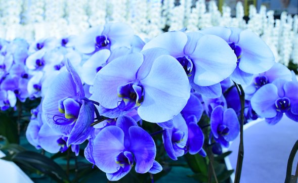 世界の花図鑑 ブルーエレガンス 世界でも4社しか作製に成功していない青い胡蝶蘭 希少価値が高い花 でお祝い事の際に贈られることが多い花です 花言葉は 幸福が舞い込んでくる T Co Rvnmzhngkd Twitter