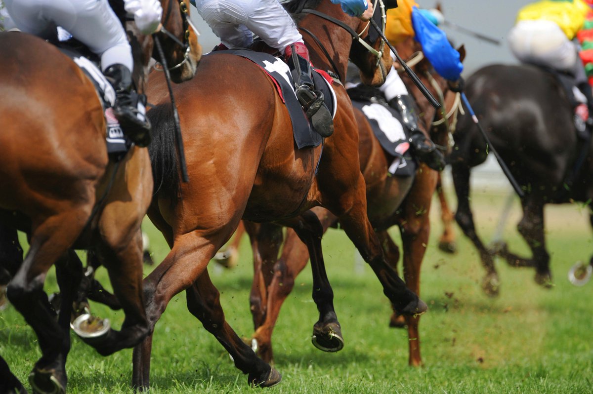 LGCGroup's tweet photo. #DidYouKnow: LGC has over 50 years experience in the science &amp; tech of doping control in horseracing #equinetesting 
https://t.co/Zb5SzAoLm0 https://t.co/d7A00CkuaV