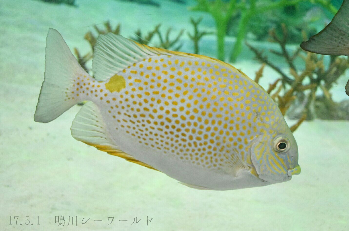 日本の海水魚bot 님의 트위터 ゴマアイゴ アイゴ科 レア度 自 水 名前 の通り体にゴマのようなオレンジの斑点が散らばるのが特徴 沖縄ではカーエーの名で親しまれ重要な食用魚になっている 各ヒレのトゲには毒があるので取り扱いには注意 T Co