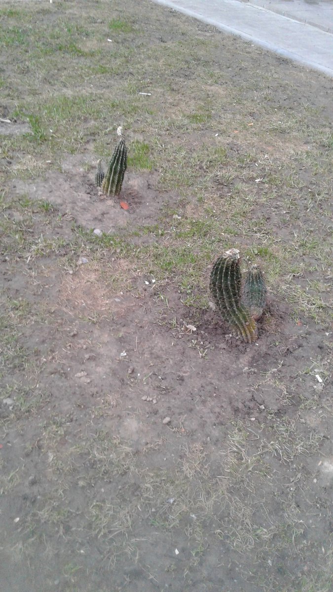 А у нас во дворе кактус колосится😄🌵