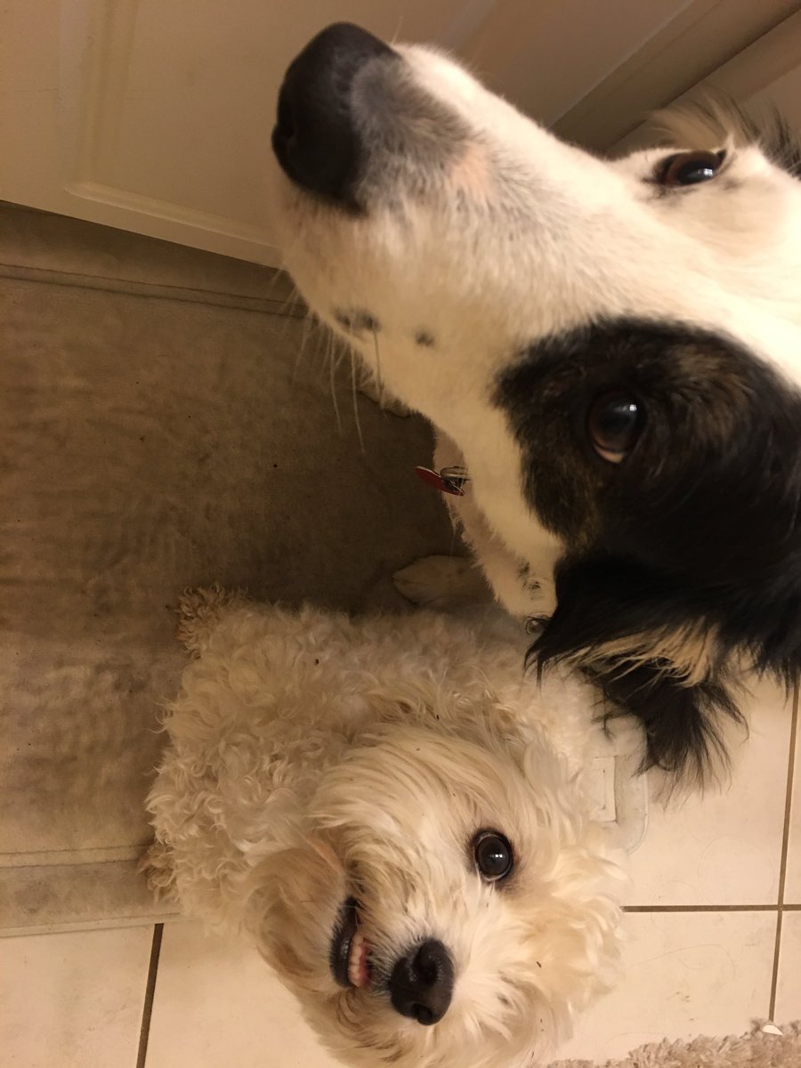 MargaretOrr's tweet image. Sunny &amp;amp; Bleu are very nervous. Thunder. #nola @wdsu #scaredofthunder