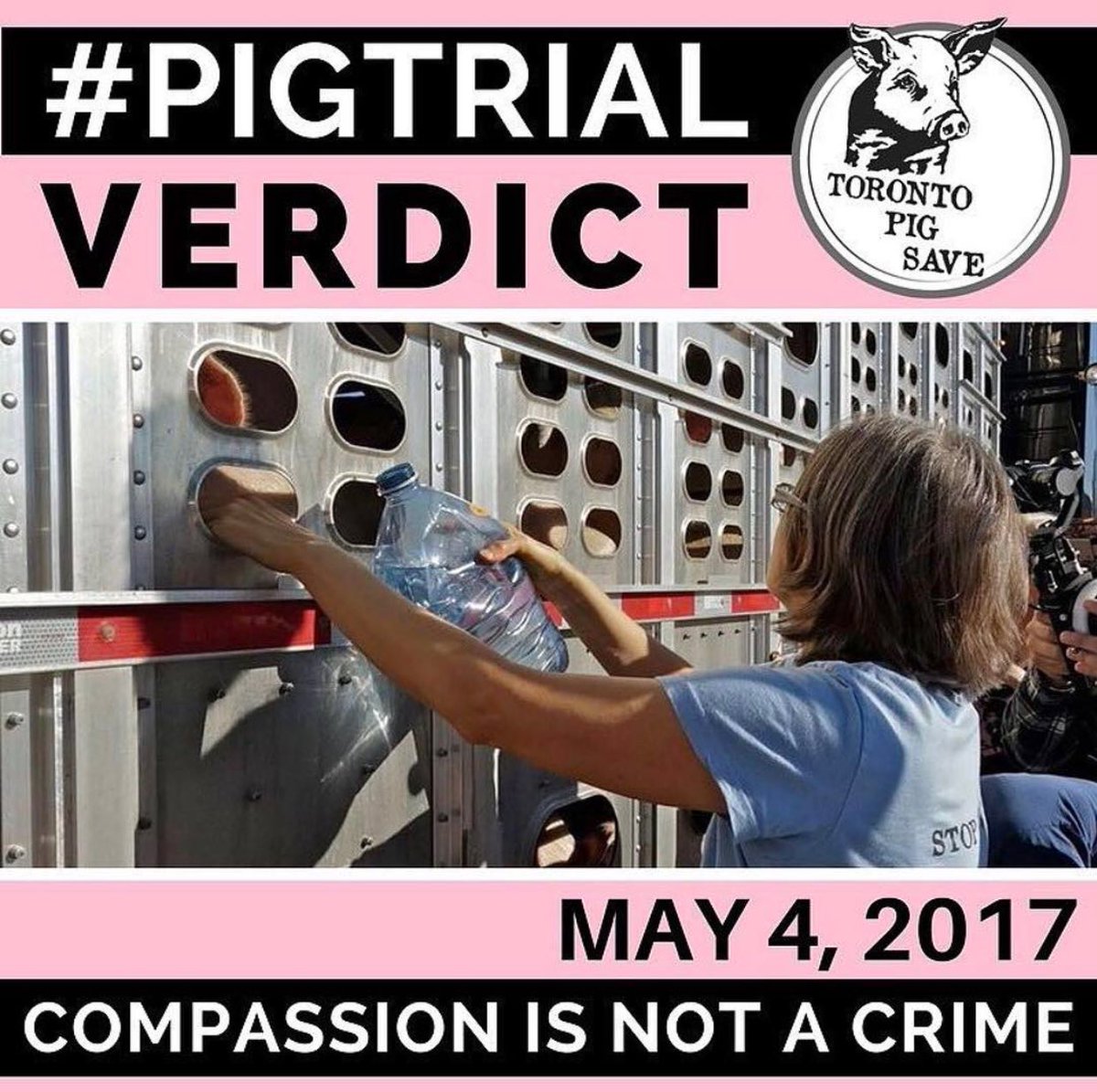 WorldAnimalNews's tweet image. Join our friends from @TorontoPigSave in Canada, tomorrow, May 4th, in support of Anita Krajnc&apos;s #PigTrial. Details➡️WorldAnimalNews.com