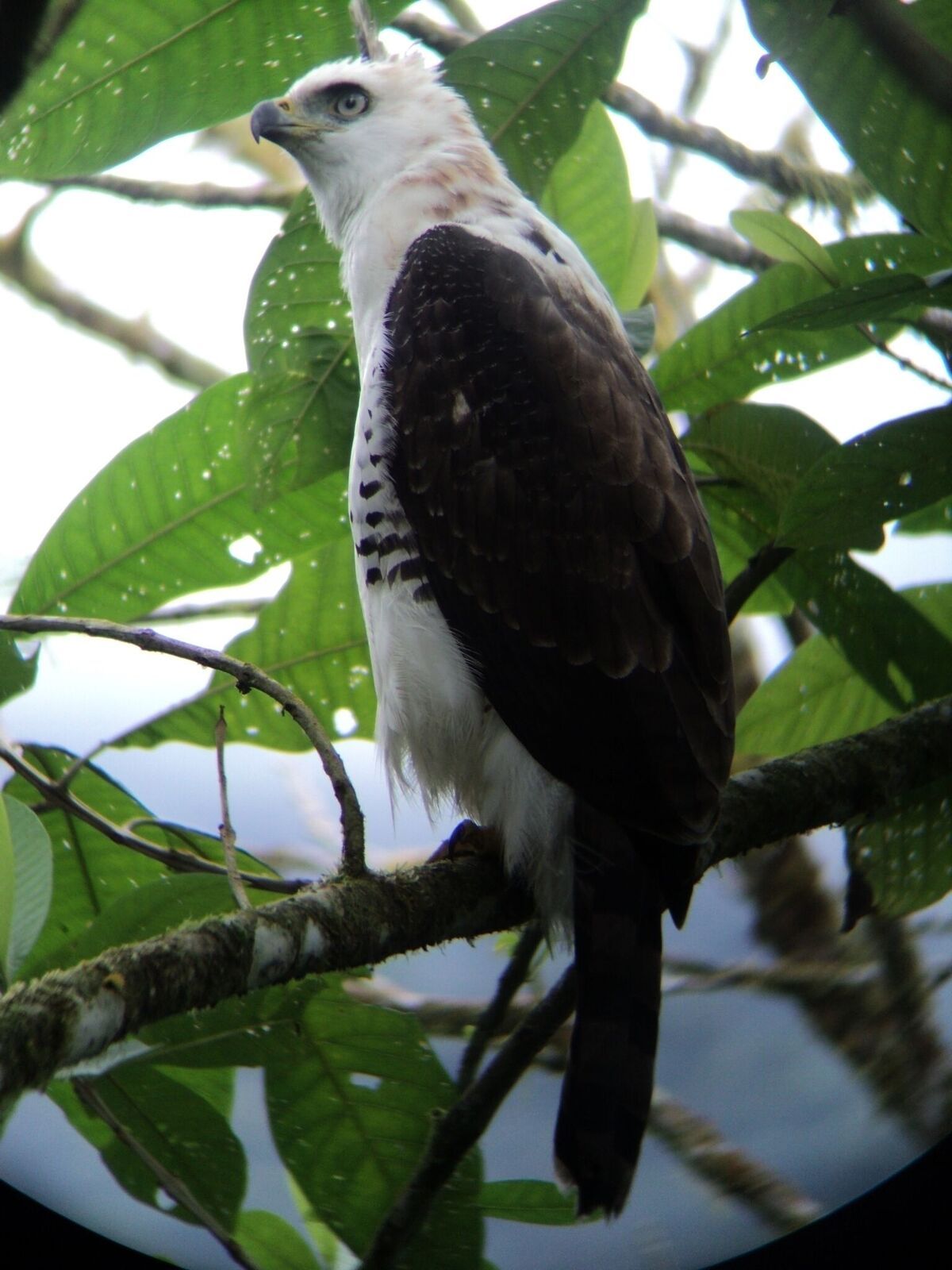 American Bird Conservancy on X: "...and Ornate Hawk Eagle. https://t.co/34va9VbK87" / X