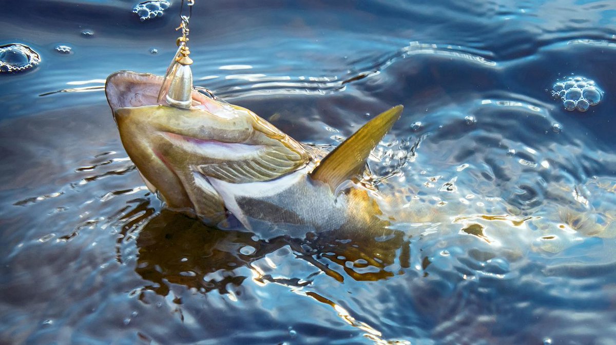 motherboard's tweet image. Everyone is getting phished to shit right now through Google Docs!!!!! READ FOR SAFETY bit.ly/2p9KgvE