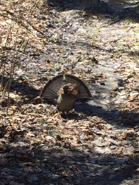 olivethelake's tweet photo. Love is in the air!! @olivethelake #ruffedgrouse #matingseason #northernontario https://t.co/Ebp1LBOoOJ