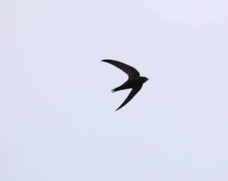 SWIFT!! SWIFT!!! I've seen my first swift!! One over Narroways LWS having a late feed @BristolSwifts #Bristol #mywildcity