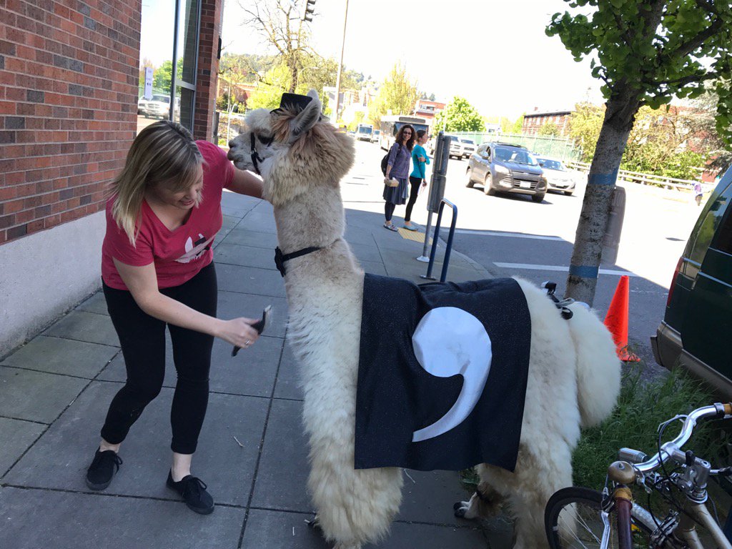 CSVConference's tweet image. The #commallama has arrived! #csvconf