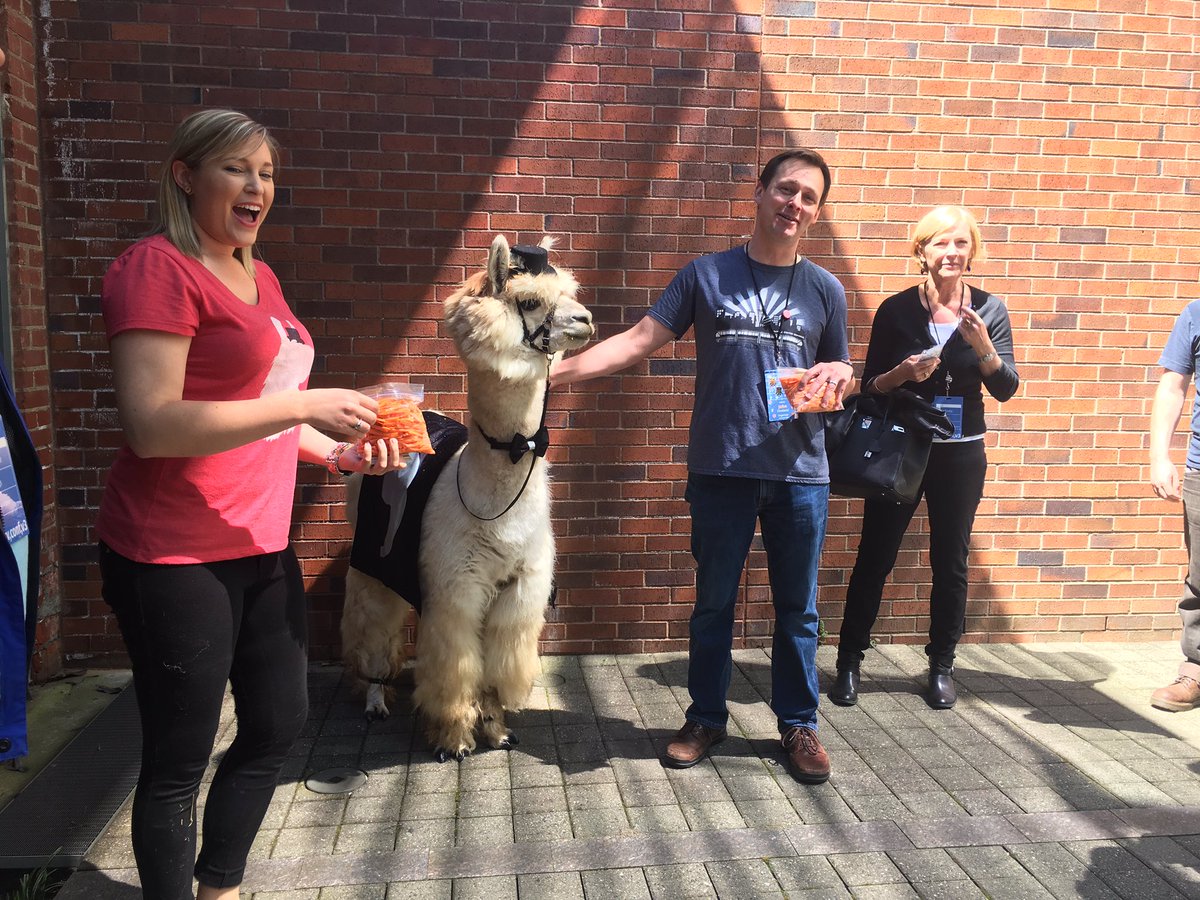 yasmina_anwar's tweet image. OMG! #commallama @CSVConference #csvconf