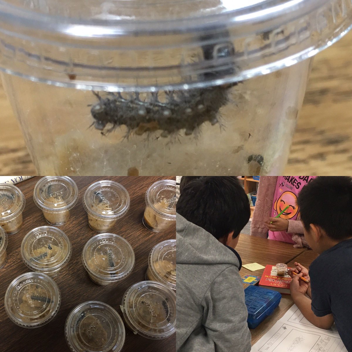 The caterpillars are here!!! 2nd graders explore metamorphosis up close by observing the lifecycle of a monarch!