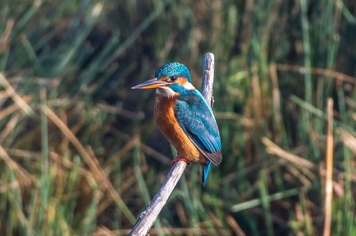 Photo taken jan2017 <a href="/RSPBbirders/">RSPB Birders</a> #northwardhill #birding #kingfisher #birds
