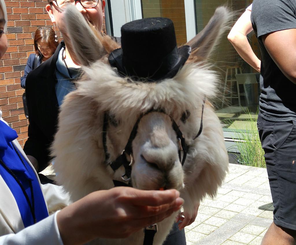 celiassiu's tweet image. First time meeting an alpaca at a conference 😍 #csvconf #commallama