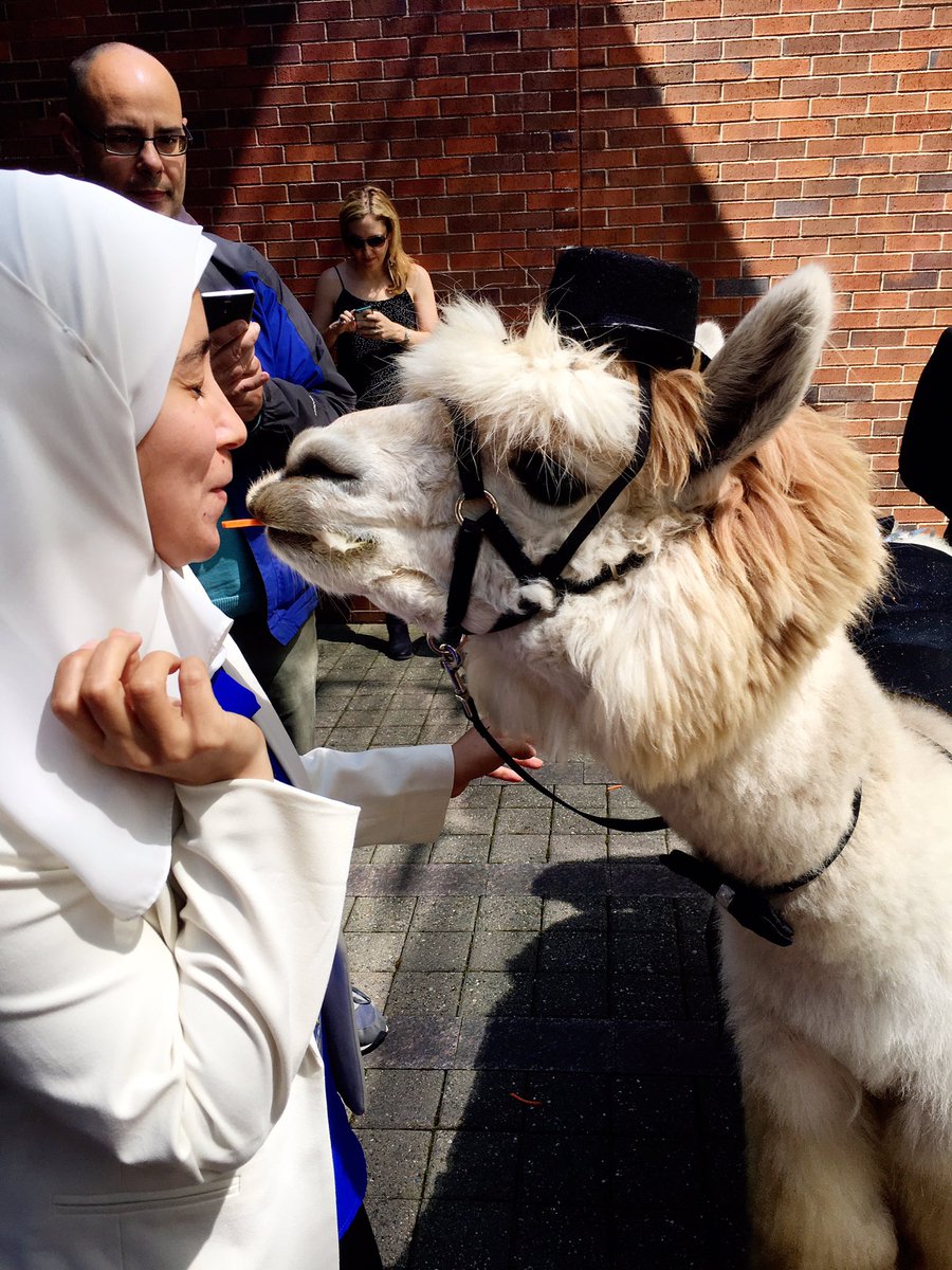 yasmina_anwar's tweet image. I had much fun with #commaLlama @CSVConference! #csvconf