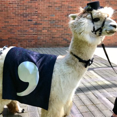 CSVConference's tweet image. #commallama #CSVConf #NewProfilePic