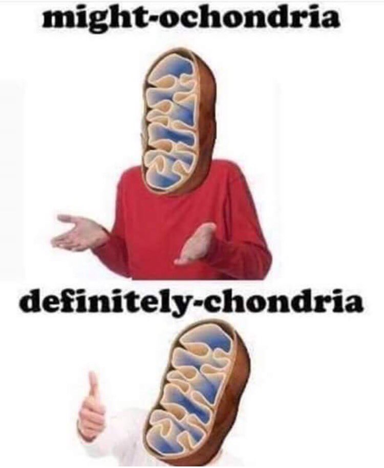 Re_SpectScience's tweet image. Mito kind of a moment: #science