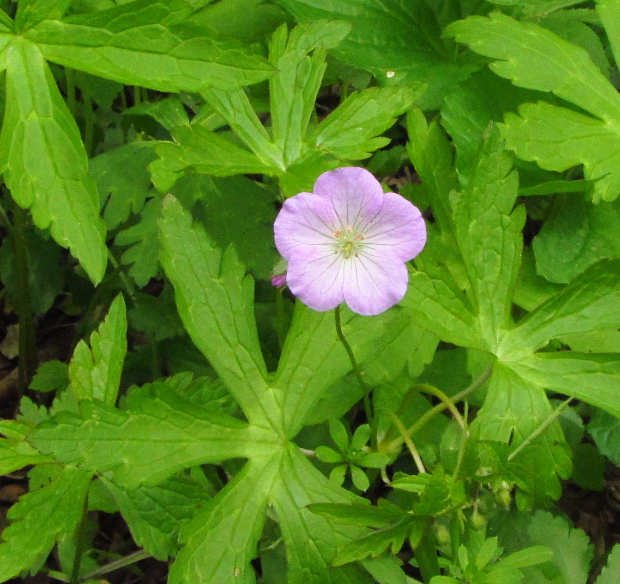 Iowa wildflower Wednesday: Meet the baneberries - Bleeding Heartland