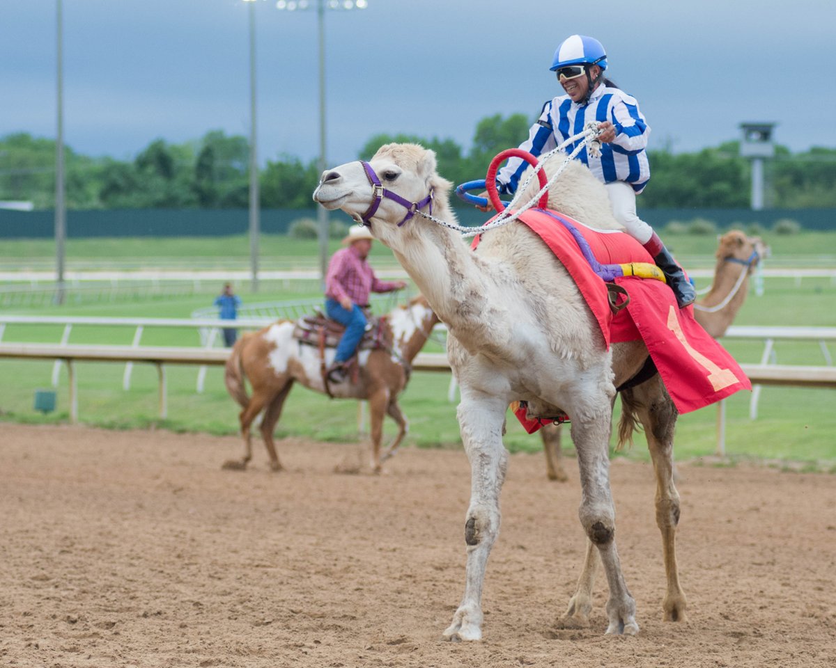 PromiseMeSilver's tweet image. The camel race at @lonestarpark Saturday...