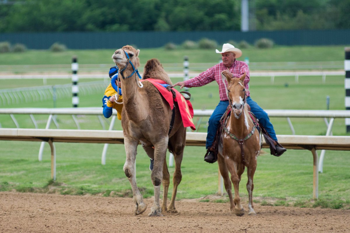 PromiseMeSilver's tweet image. The camel race at @lonestarpark Saturday...