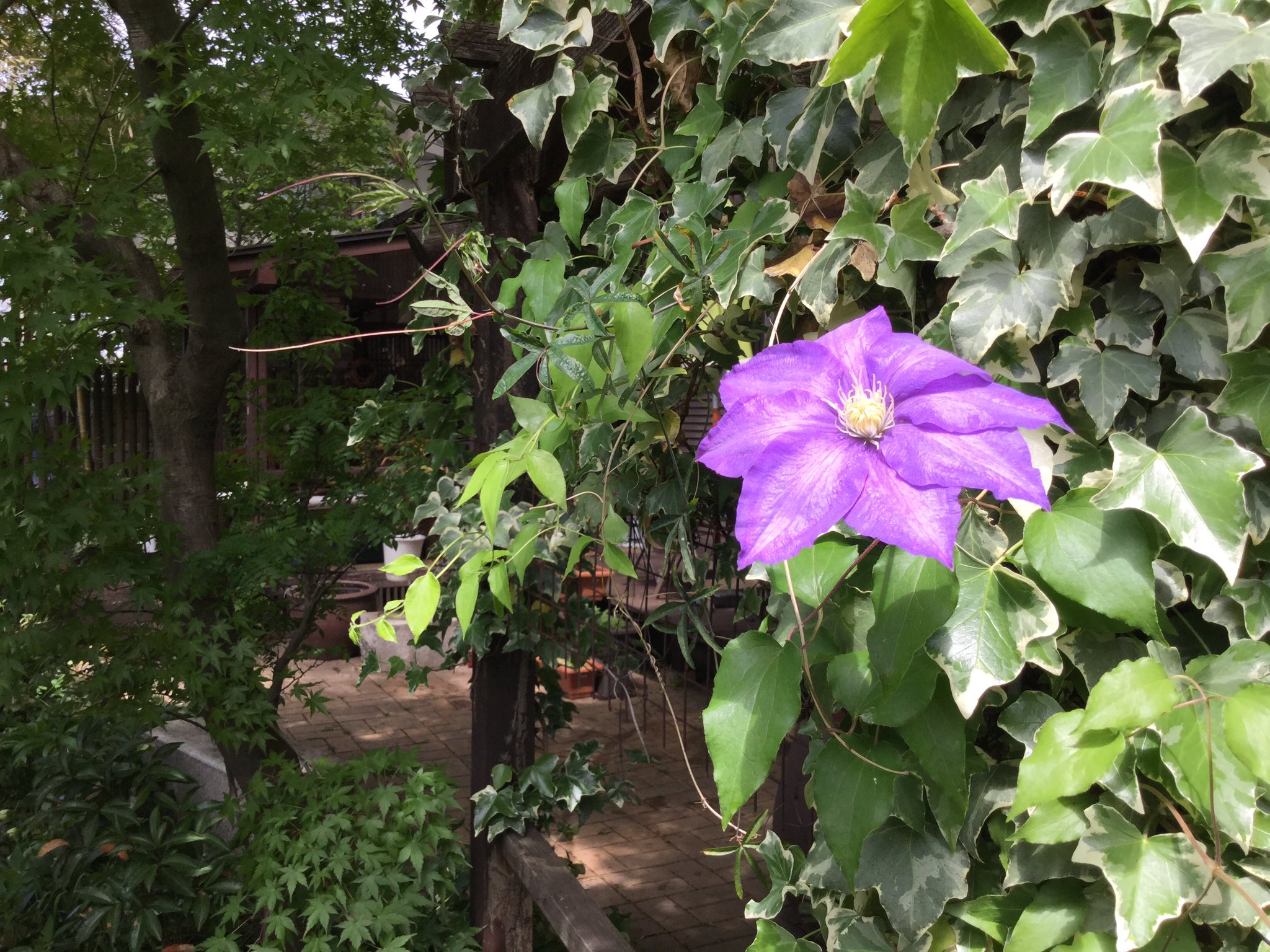 カフェ花豆 庭に咲く青紫の花 テッセン クレマチス はつる性植物の 女王とも呼ばれ 花言葉は 美しい精神 だそうです ツルニチニチソウ 蔓日々草 もつる性の 多年草で ツルギキョウとも呼ばれます カフェ花豆 今日オープンしてます T