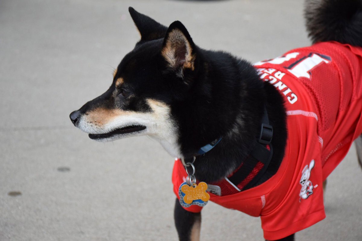 cincinnati reds dog jersey