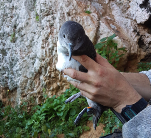OlliePadget's tweet photo. BLOG UPDATE: Saving Europe's one critically endangered seabird. Read and share! https://t.co/0yEhlj8Qpy thanks @Natures_Voice @miguelmcminn https://t.co/urW9u9EDXG