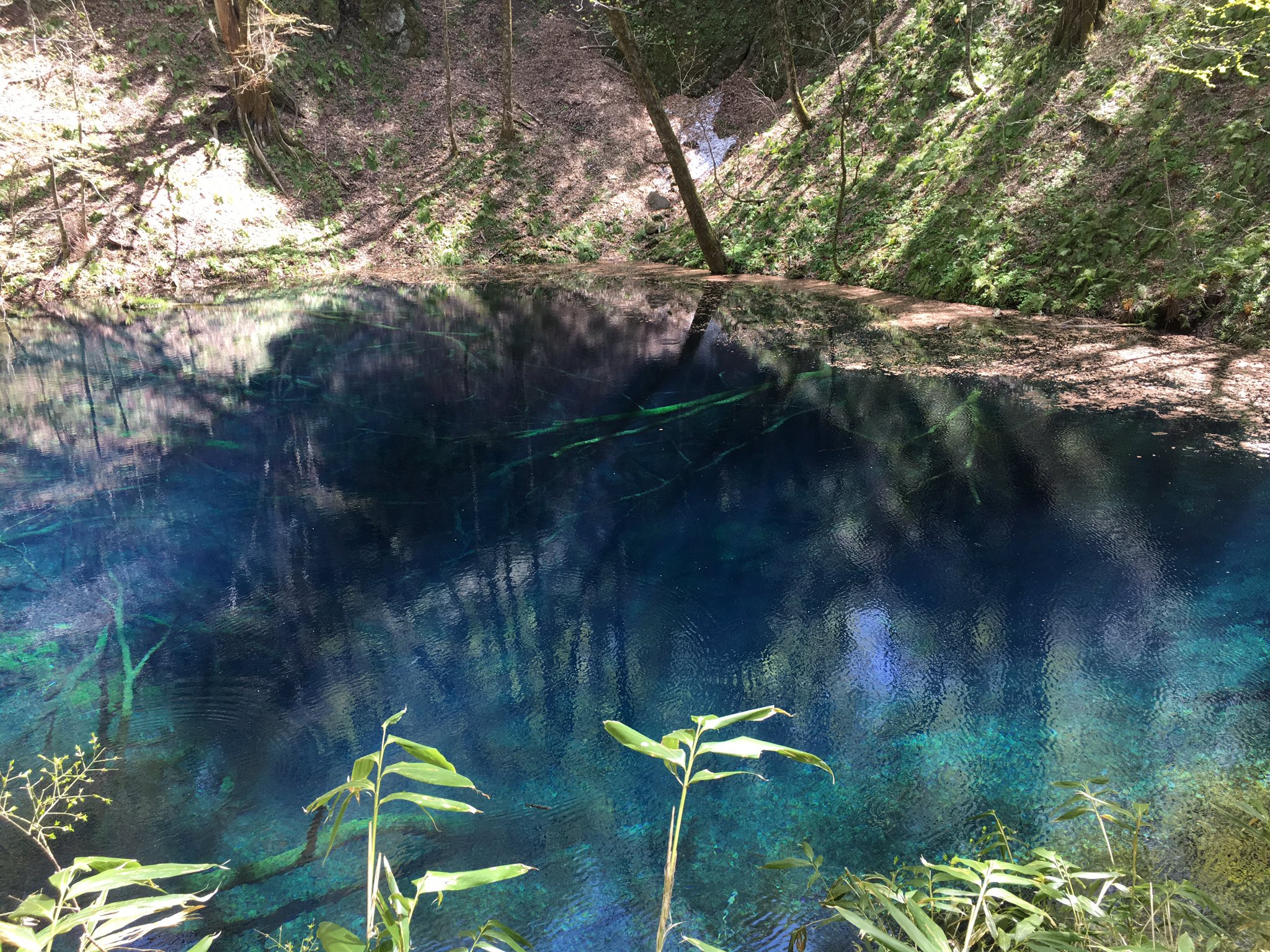 たまうさ 青森旅行1日目 17 5 3 もののけ姫の舞台になった世界遺産の白神山地に行ってきました 十二湖のひとつ 青池 神秘的なブルーの湖 透明度が凄すぎます 白神山地 青池 T Co Lmyanjyihi Twitter