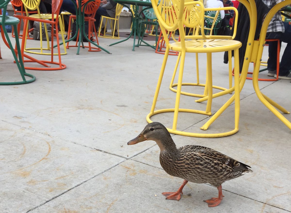UWMadison's tweet photo. That moment when you run into an old friend in a familiar place 🦆 https://t.co/ip56w4vT6w