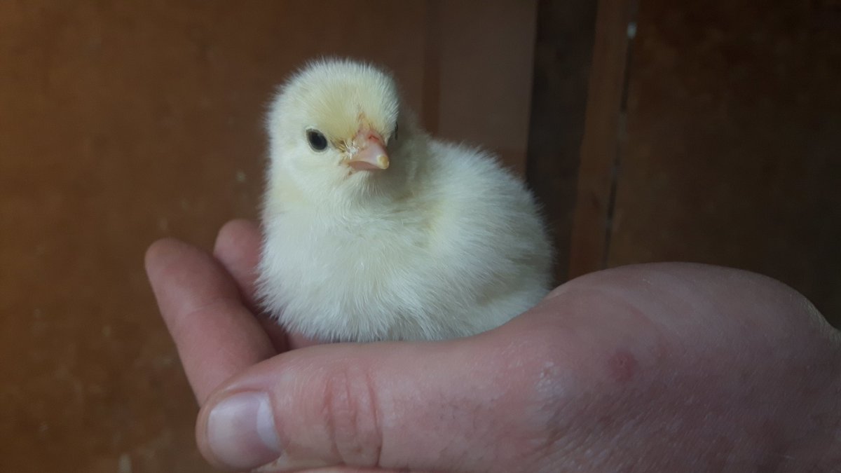 Here's some cuteness to brighten your day #dayold #backyardchickens