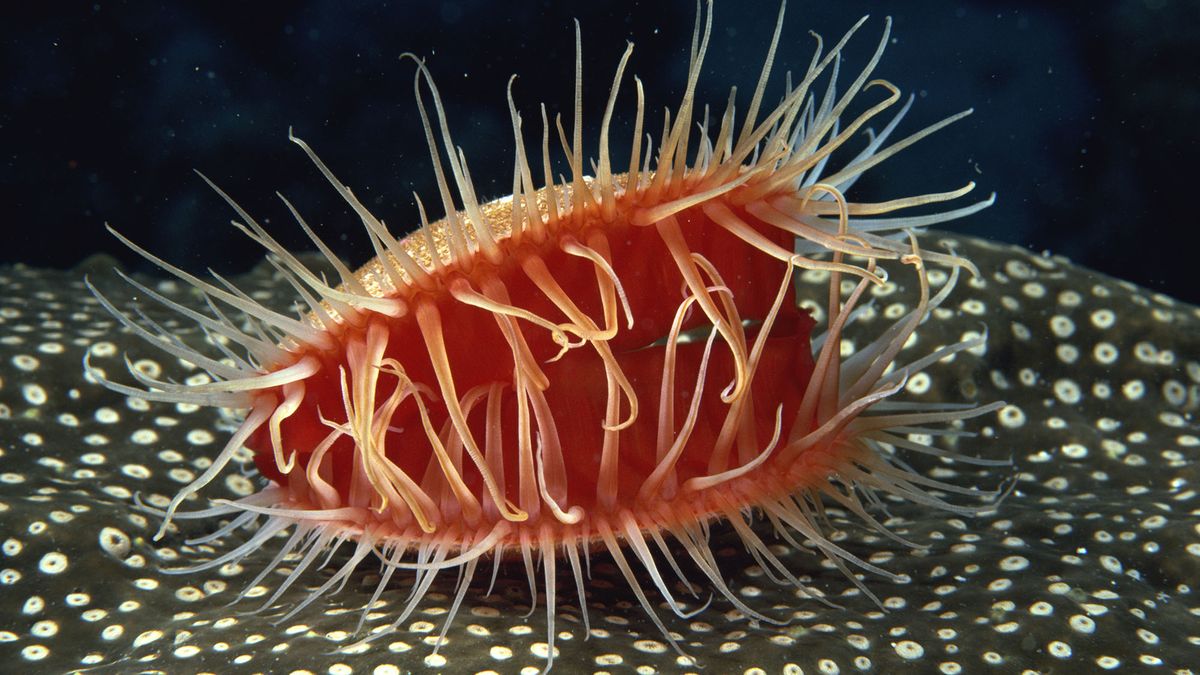 Scientists Discover Mollusks Are Next Evolutionary Stage For Humans trib.al/6FFgwFQ