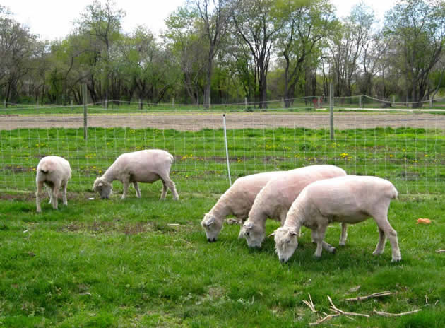 Sheep shearing fest <a href="/queensfarm/">Queens Farm</a> on May 6. #ItsInQueens Haircuts, wool-spinning, music, crafts, hayrides + food. bit.ly/2cScYMr