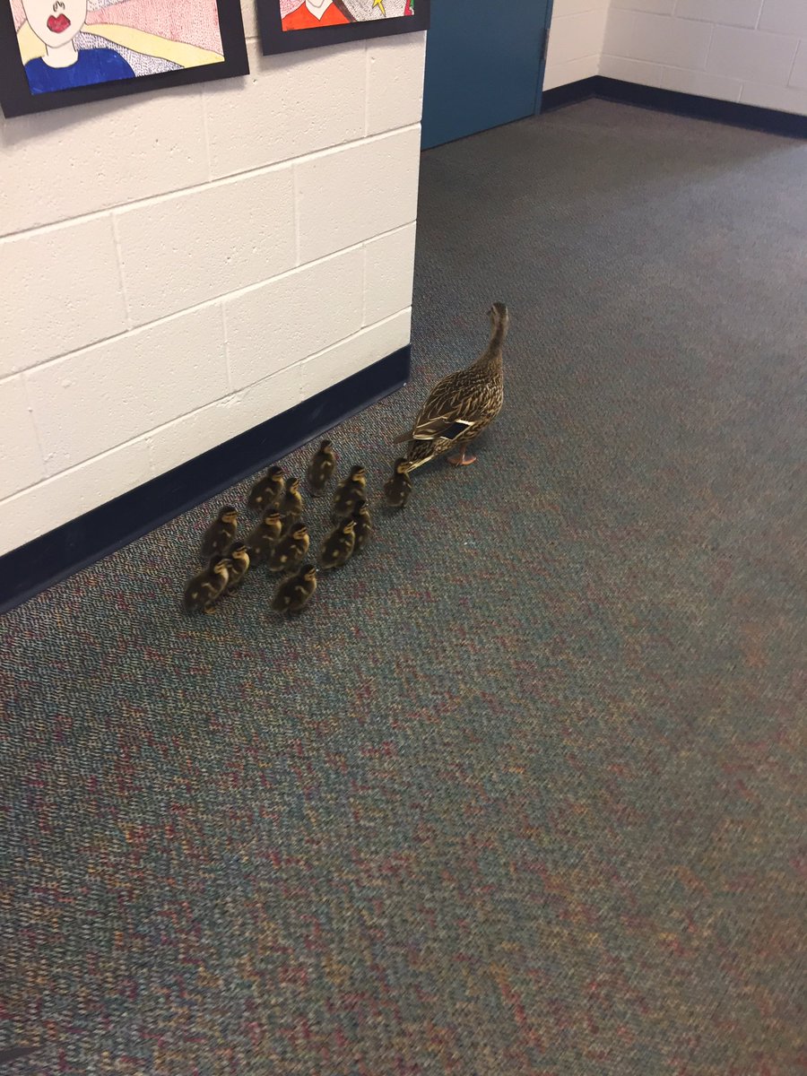 Today we saved the baby ducks by ushering them through the hallway to the outdoors... #bigday #theyrefree #jalearns