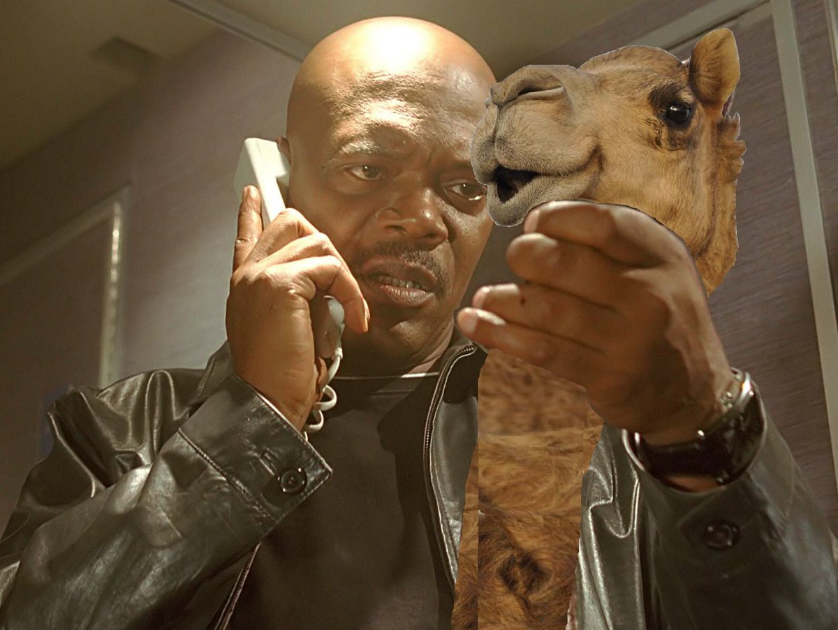 RuralRep's tweet image. There comes a moment in an @ABCrural reporter's life when they accept editing animals into ridiculous situations is a part of their job now