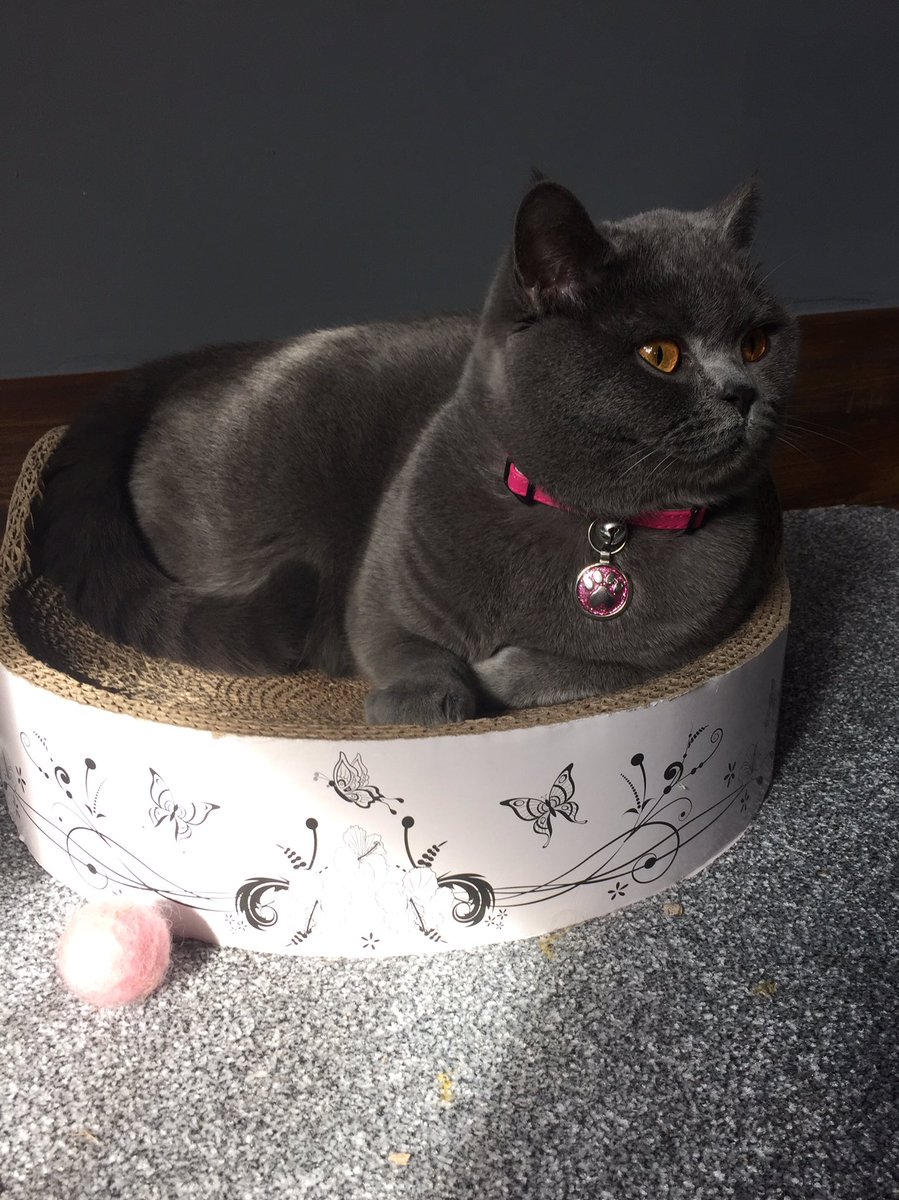 clawdiathecat's tweet image. Chilled and sleepy #fluffyfursday  morning in a sun puddle 😺
#catlife #catsoftwitter 🐾
@fluffybasil