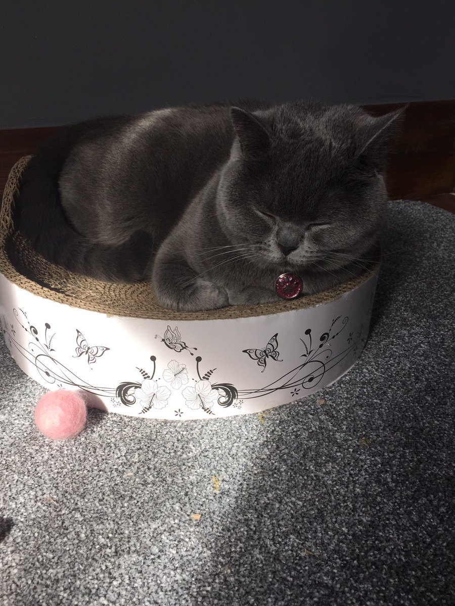 clawdiathecat's tweet image. Chilled and sleepy #fluffyfursday  morning in a sun puddle 😺
#catlife #catsoftwitter 🐾
@fluffybasil