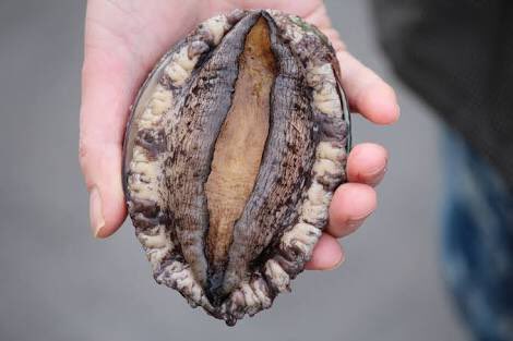 かえで てくたくさんからのリクエスト アワビの画像 アワビは ミミガイ科の大型の巻貝の総称 雌雄の判別は外見からではほぼ不可能で 肝ではなく生殖腺の色で見分ける 生殖腺が緑のものがメスで 白っぽいものがオスである 出典wikipedia 拾い