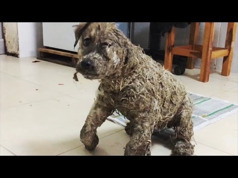 pawsforpeeps's tweet photo. According to Inside Edition, "A stray puppy tormented by ... - https://t.co/CQ5BeZs6Yy - #AmazingInspiringDogRescueVideo https://t.co/OdOViG74PR