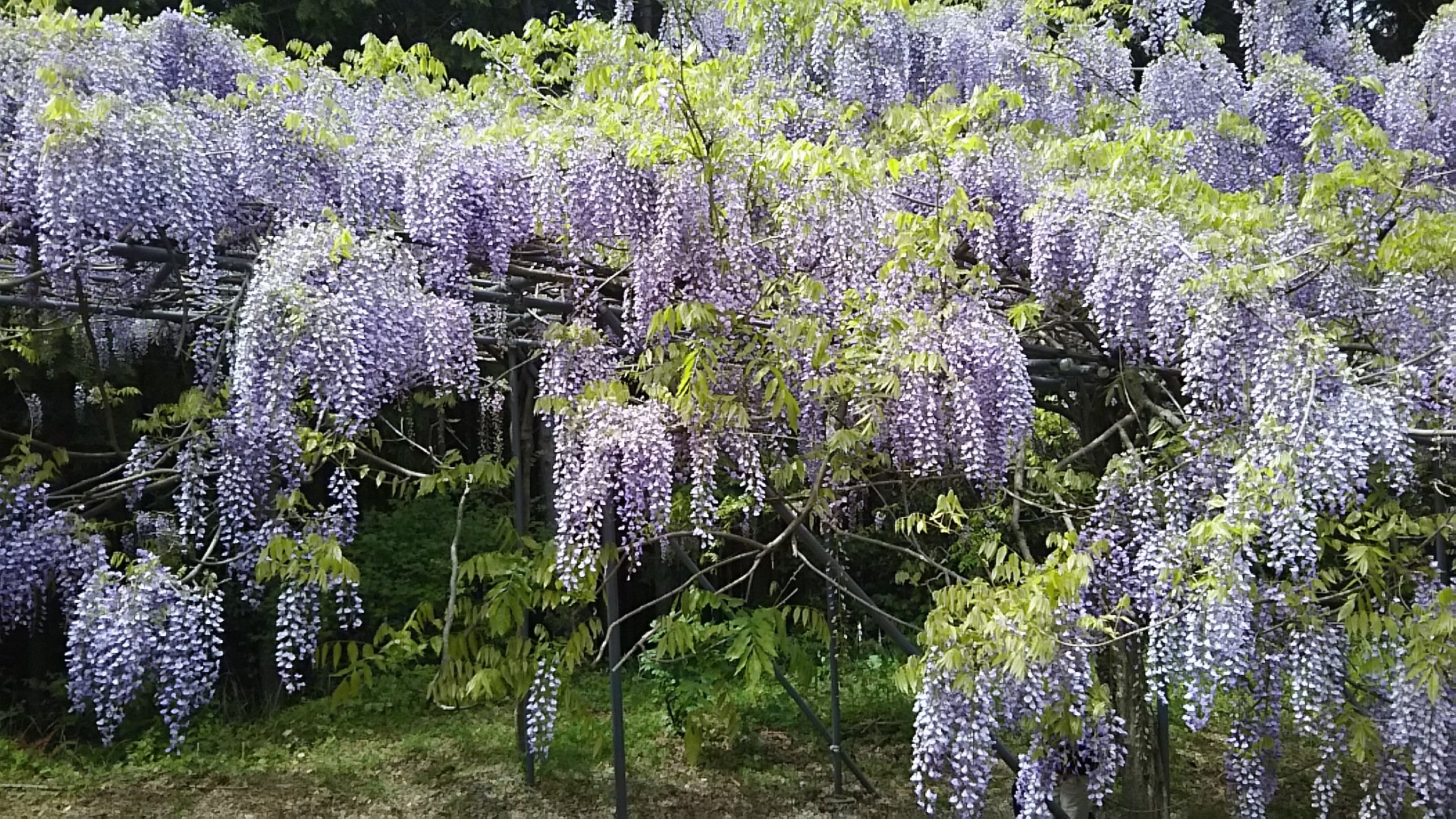 ちゃこ Twitterren 美しかった 藤の花といえば紫でしだれてるイメージしかなかったけど 白やピンクもあって色とりどりやし 形も房のようになってるものとかもあって見ごたえあった ちょっと寄り道のつもりが1 6kmの上り道と帰りは500段の階段で膝笑ってるww